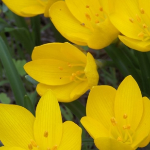 Sternbergia lutea